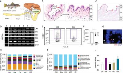 Frontiers | Gallbladder microbiota in early vertebrates provides 